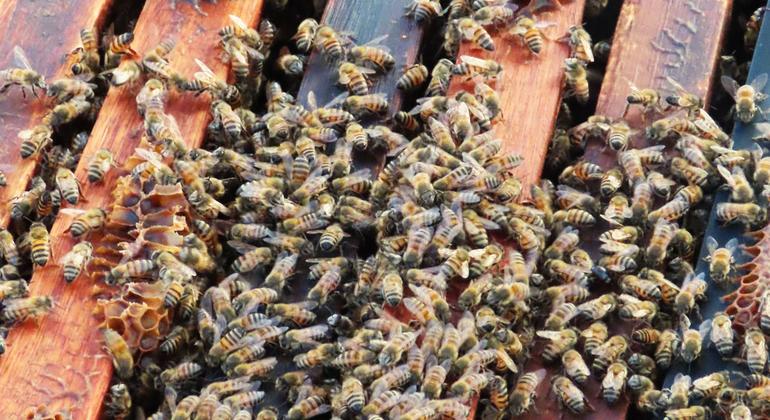 Ученая из Монголии разработала метод лечения диабета пчелиным ядом